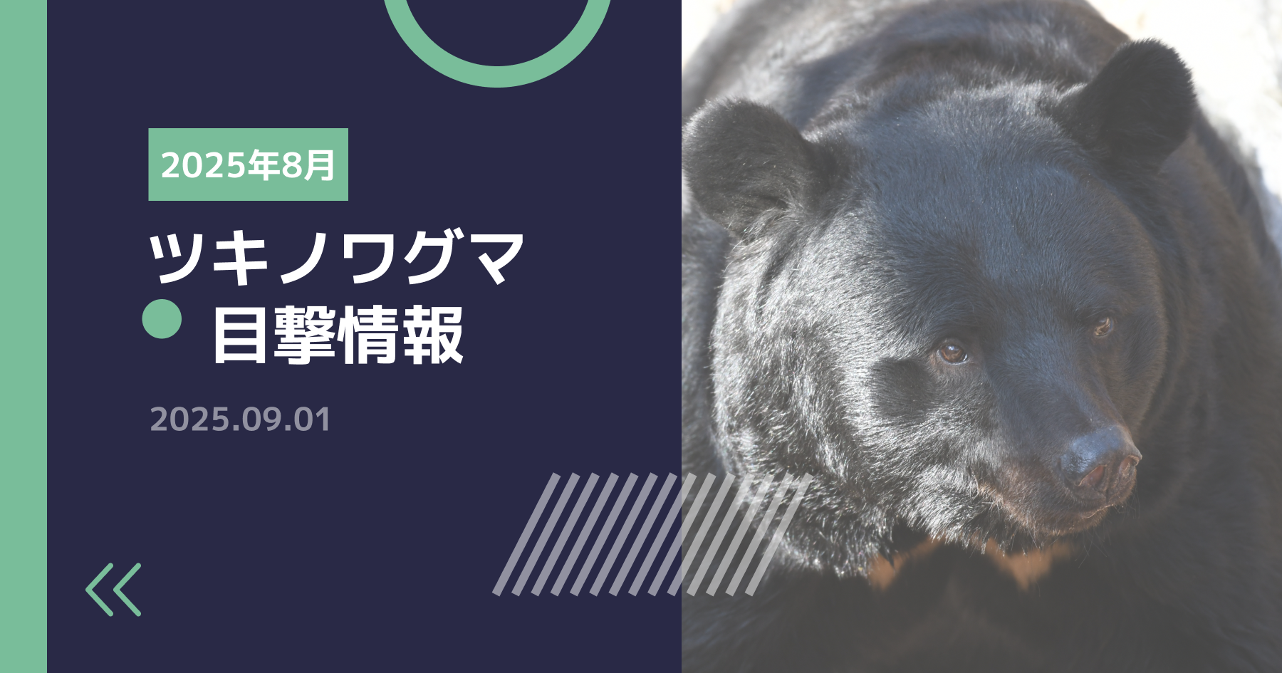 八幡平市鳥獣.infoの月次レポート