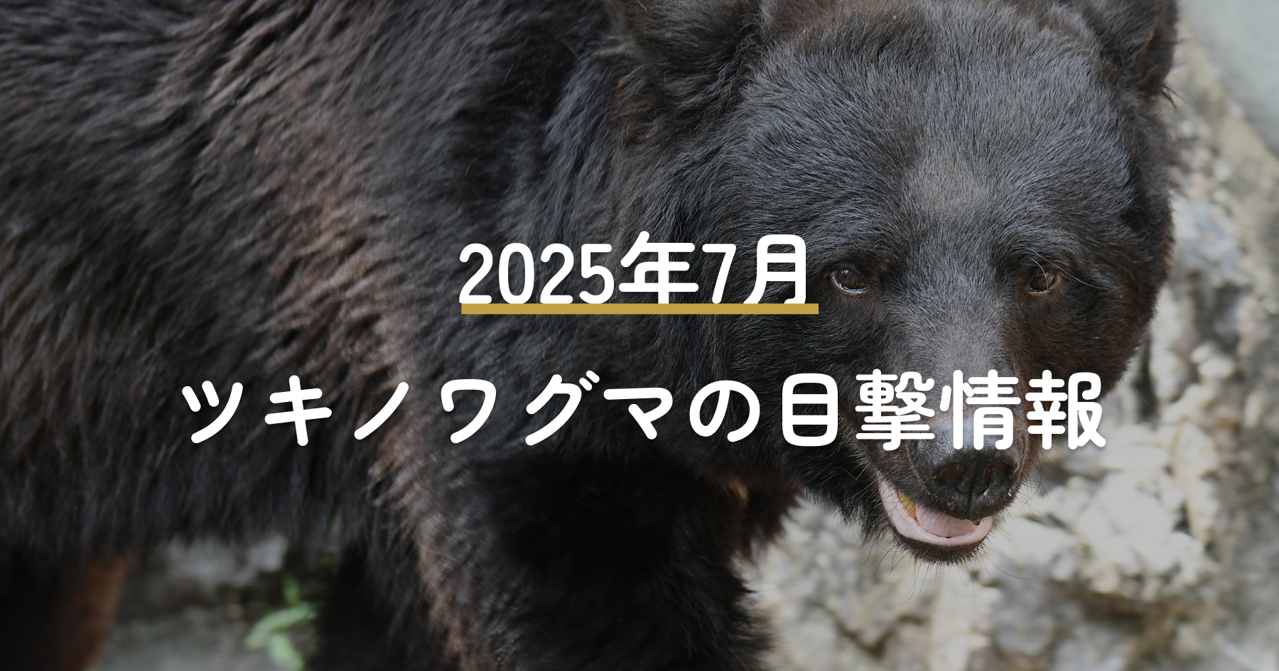 電気柵の導入啓発