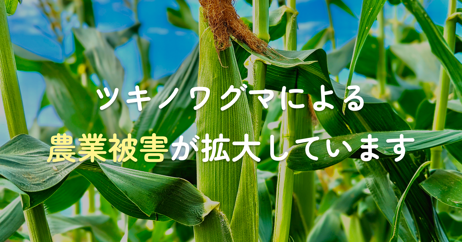 猟友会と連携したパトロール